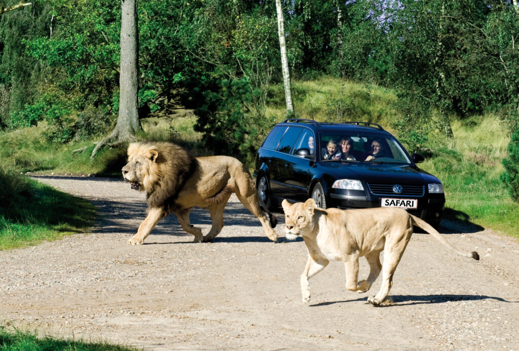 Løveparken i Givskud Zoo