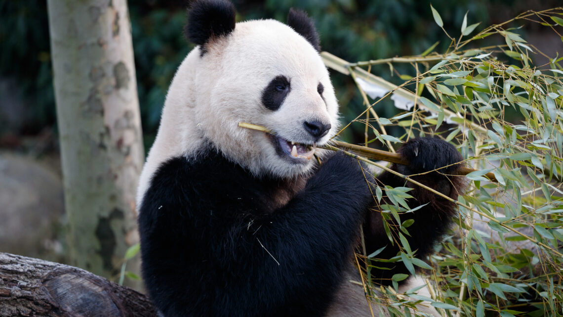 København ZOO