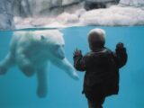 Isbørn i Aalborg Zoo (Foto: Allborg Zoo)