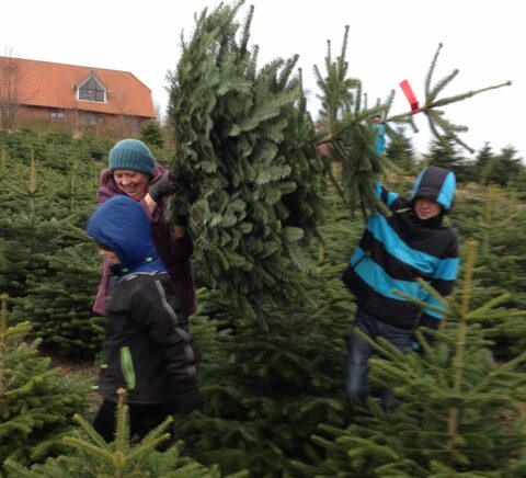 Fælde juletræ med børnene (Foto: Ferieogbørn.dk)