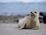 Vadehavet med dets spændende dyreliv er blevet et must see for besøgende i Ribe og omegn (Foto: PR)