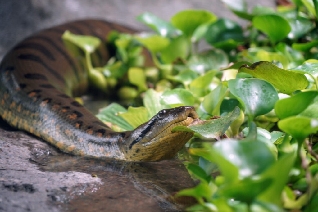 Verdens største slange i odense Zoo (Foto: Odense Zoo)