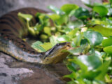 Verdens største slange i odense Zoo (Foto: Odense Zoo)