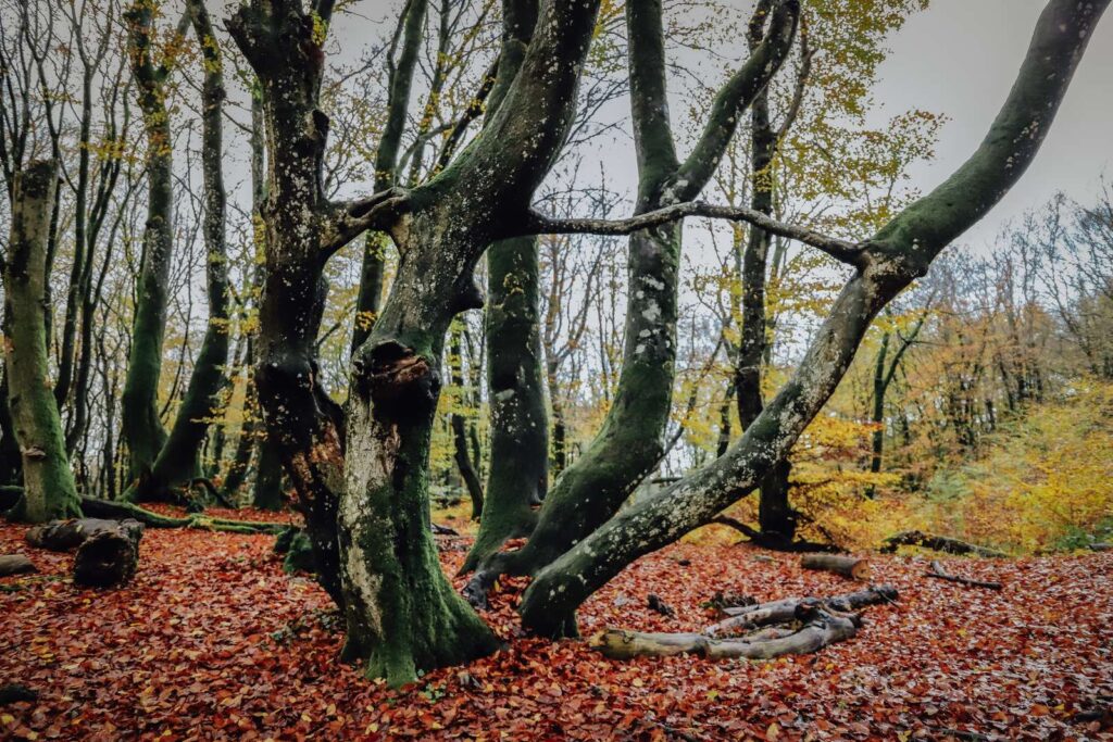 Naturrig overnatning i Rold Skov i hængende telte (Foto: VisitNordjylland)