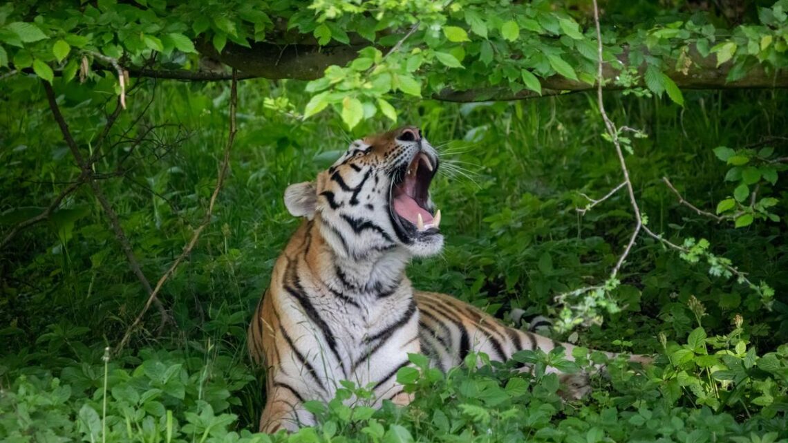 Åbning af Tigerskoven i Knuthenborg Safaripark