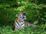 Åbning af nyt tigeranlæg i Knuthenborg Safaripark (Foto: Asger Thielsen