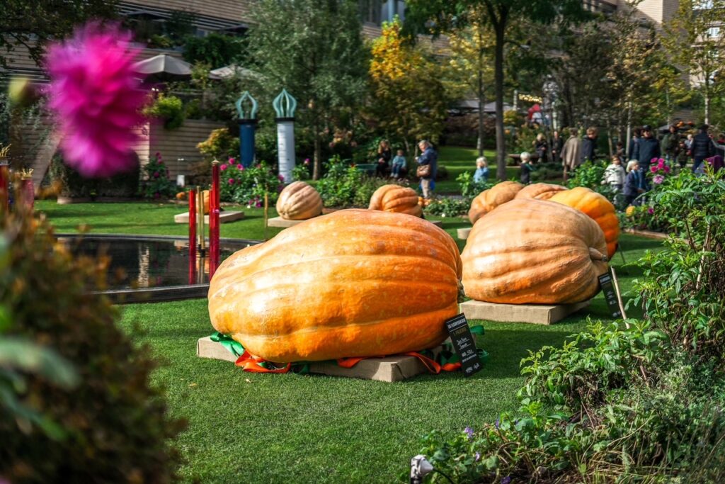 Kæmpegræskar til Halloween (Foto: Christoffer Anias Sandager)