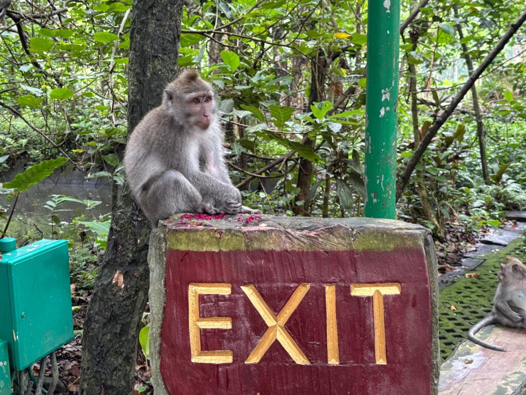 Kom helt tæt på aberne i Monkeyforrest i Ubud. (Foto: Ferieogborn.dk)